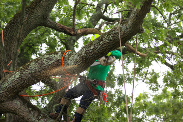 Tree and Shrub Care in Renville, MN